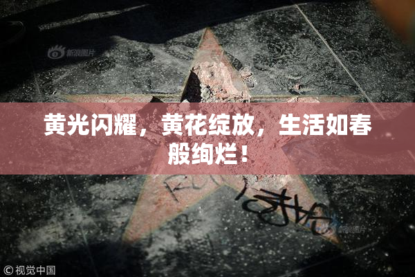 黄光闪耀，黄花绽放，生活如春般绚烂！