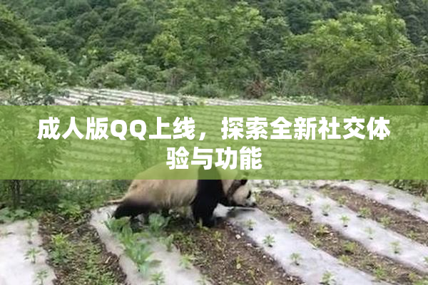 成人版QQ上线，探索全新社交体验与功能
