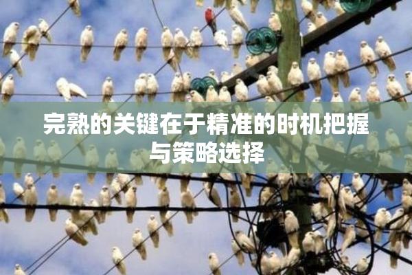 完熟的关键在于精准的时机把握与策略选择