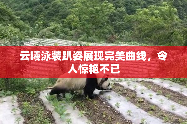 云曦泳装趴姿展现完美曲线，令人惊艳不已