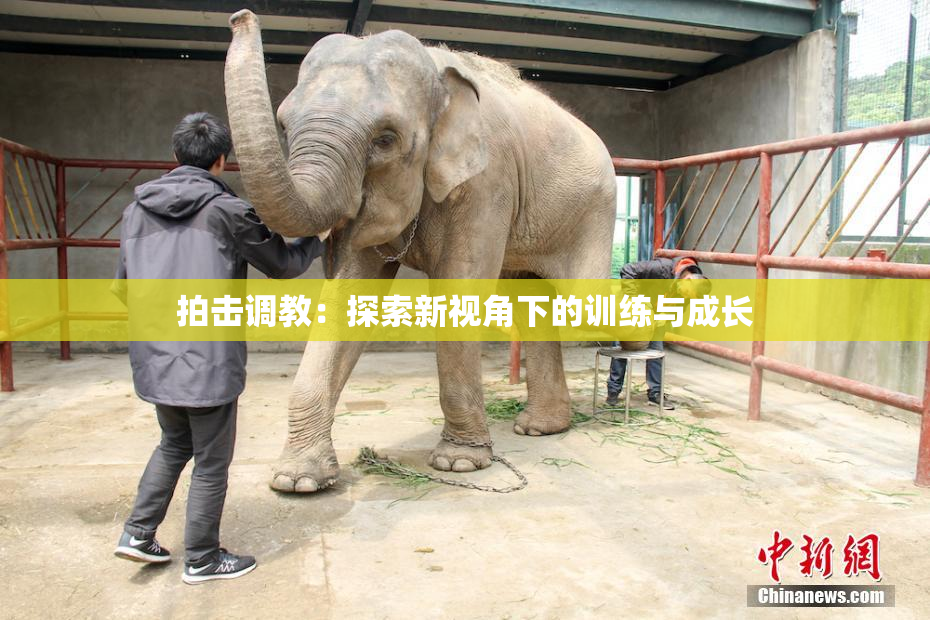 拍击调教：探索新视角下的训练与成长