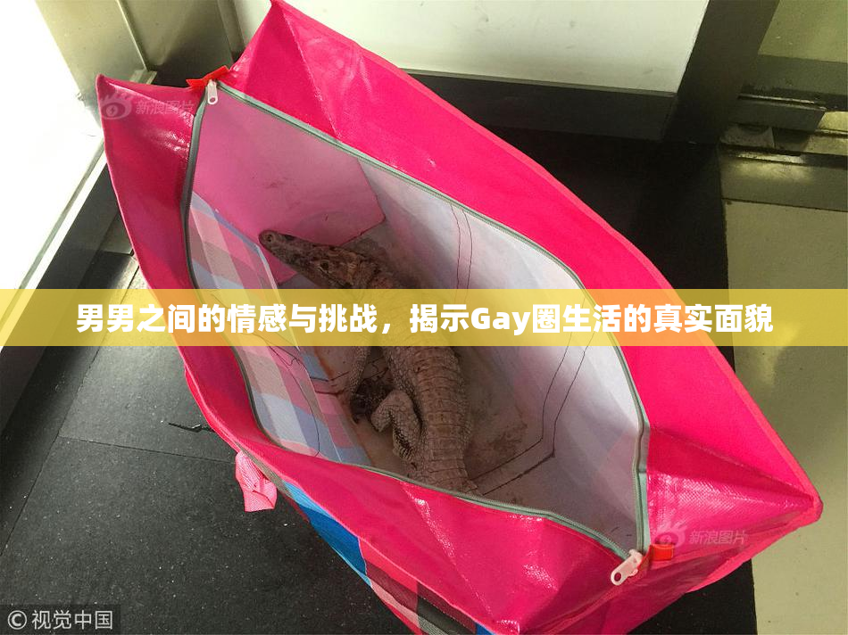 男男之间的情感与挑战，揭示Gay圈生活的真实面貌