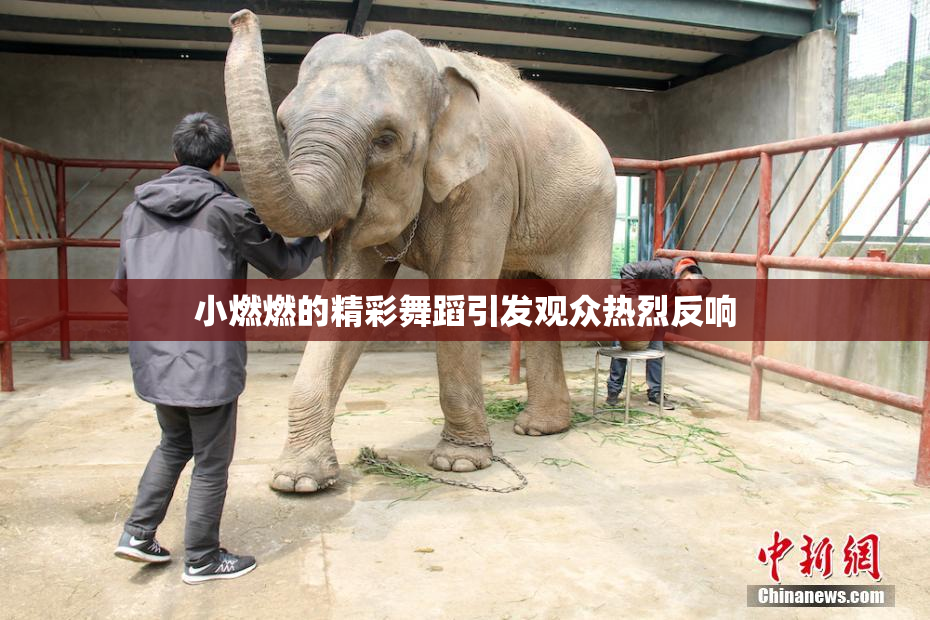 小燃燃的精彩舞蹈引发观众热烈反响