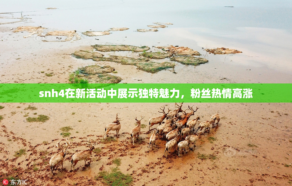 snh4在新活动中展示独特魅力，粉丝热情高涨