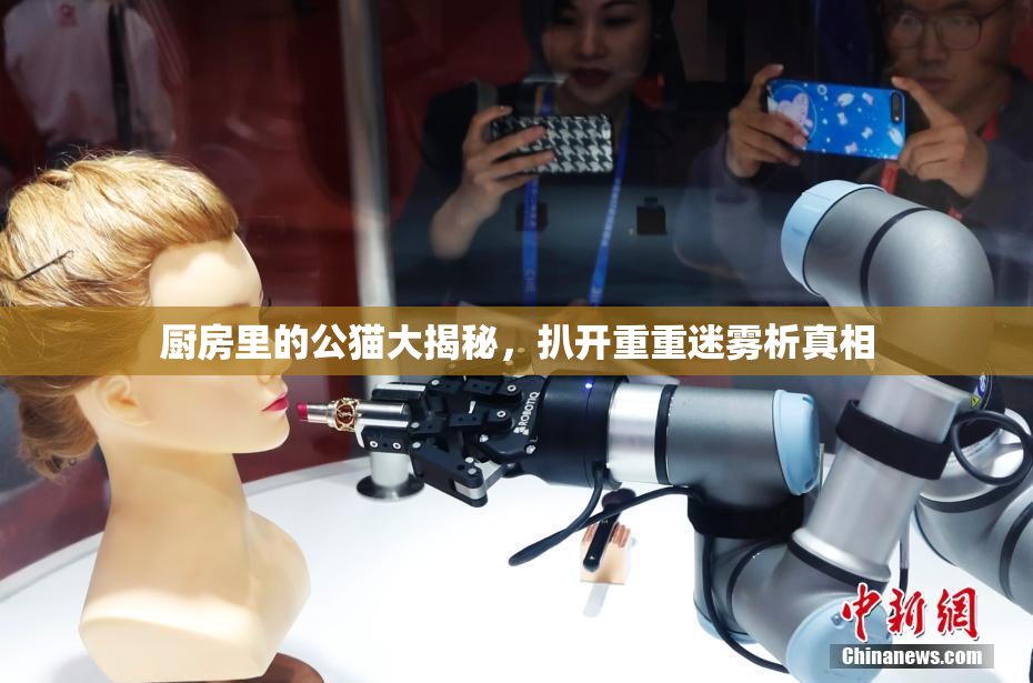 厨房里的公猫大揭秘，扒开重重迷雾析真相