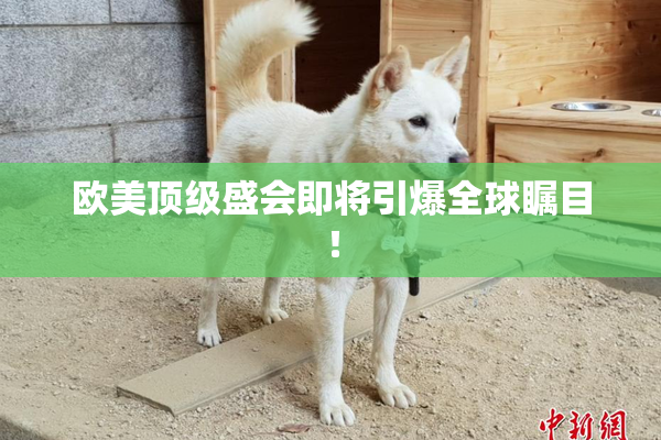 欧美顶级盛会即将引爆全球瞩目！