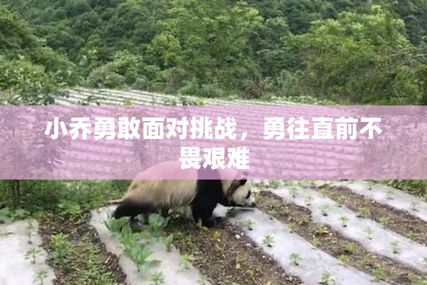小乔勇敢面对挑战，勇往直前不畏艰难