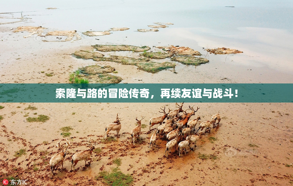 索隆与路的冒险传奇，再续友谊与战斗！