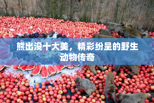 熊出没十大美，精彩纷呈的野生动物传奇