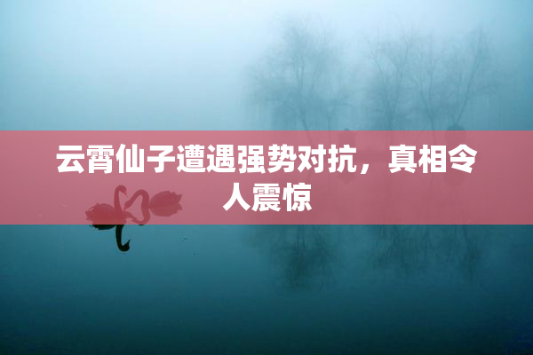 云霄仙子遭遇强势对抗，真相令人震惊