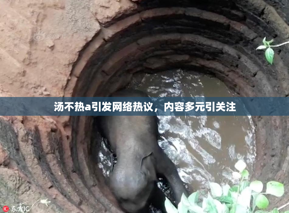 汤不热a引发网络热议，内容多元引关注