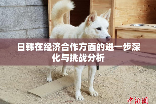 日韩在经济合作方面的进一步深化与挑战分析