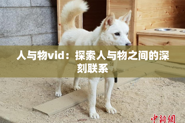 人与物vid：探索人与物之间的深刻联系