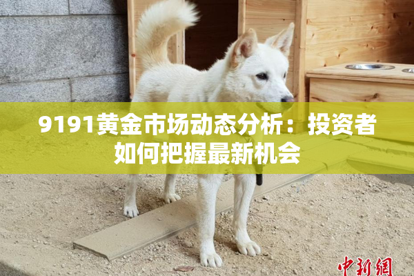 9191黄金市场动态分析：投资者如何把握最新机会