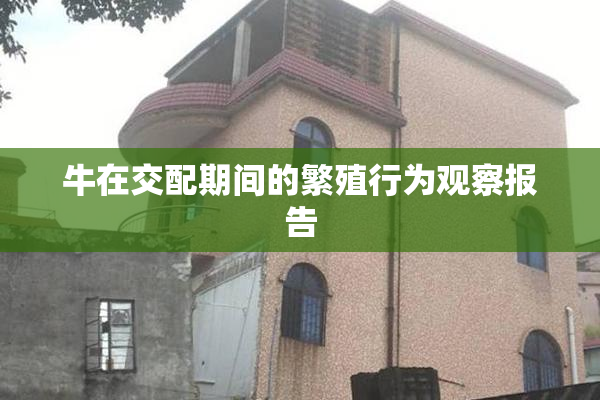 牛在交配期间的繁殖行为观察报告