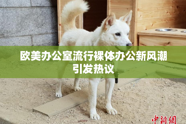 欧美办公室流行裸体办公新风潮引发热议
