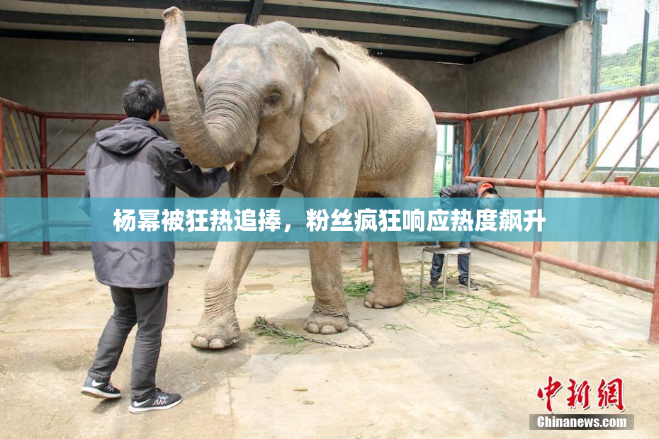 杨幂被狂热追捧，粉丝疯狂响应热度飙升