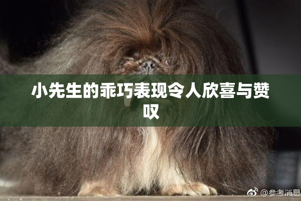 小先生的乖巧表现令人欣喜与赞叹