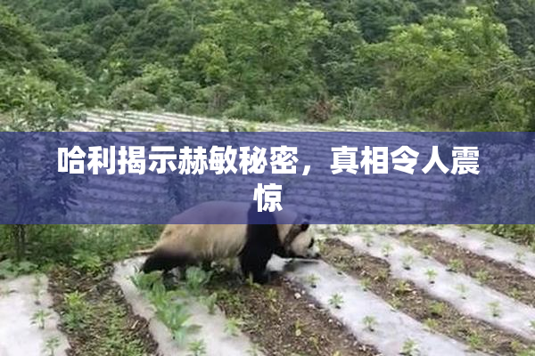 哈利揭示赫敏秘密，真相令人震惊