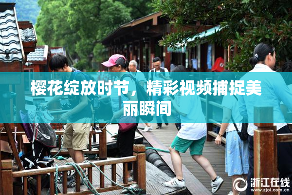 樱花绽放时节，精彩视频捕捉美丽瞬间