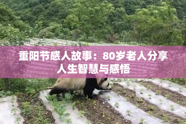 重阳节感人故事：80岁老人分享人生智慧与感悟