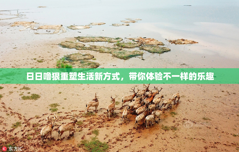 日日噜狠重塑生活新方式，带你体验不一样的乐趣