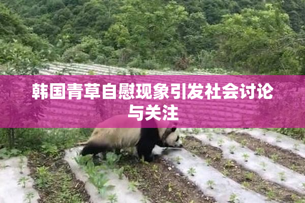 韩国青草自慰现象引发社会讨论与关注