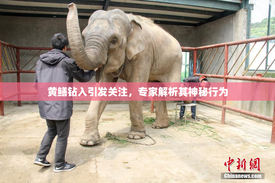 黄鳝钻入引发关注，专家解析其神秘行为
