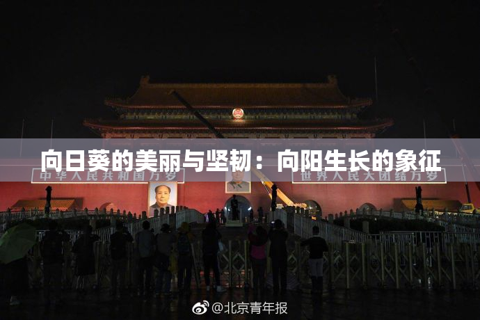向日葵的美丽与坚韧：向阳生长的象征