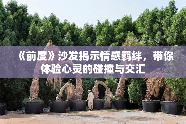 《前度》沙发揭示情感羁绊，带你体验心灵的碰撞与交汇