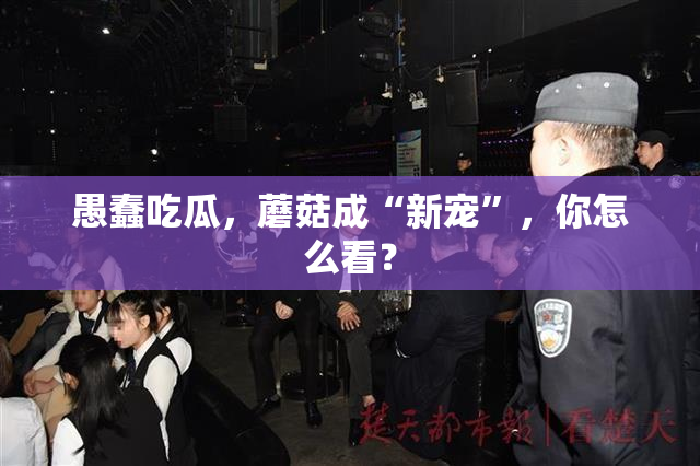 愚蠢吃瓜，蘑菇成“新宠”，你怎么看？