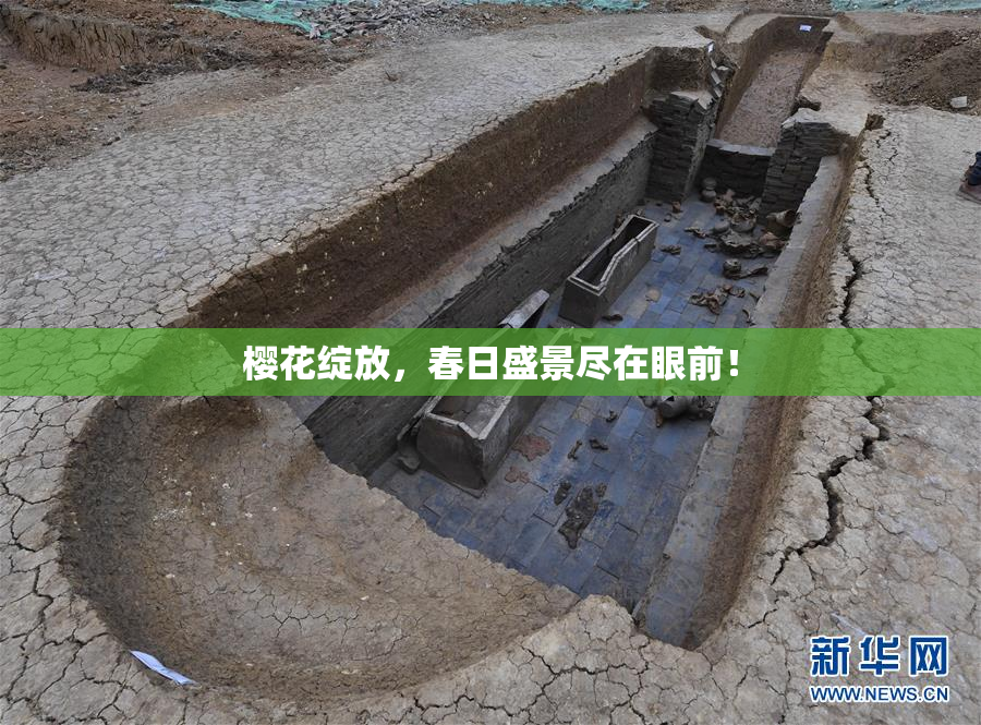 樱花绽放，春日盛景尽在眼前！