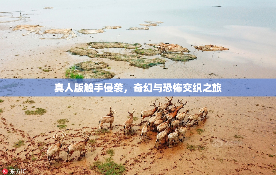 真人版触手侵袭，奇幻与恐怖交织之旅