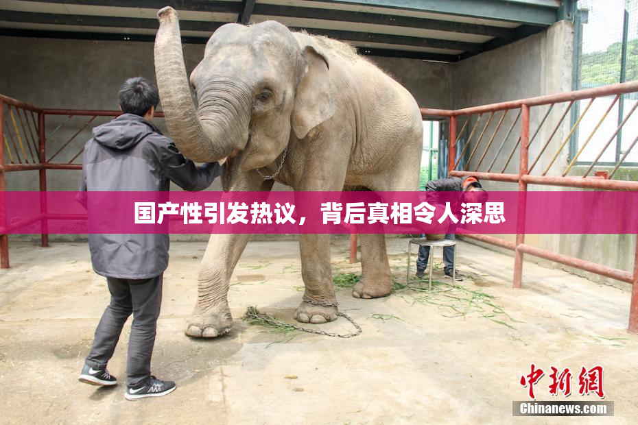 国产性引发热议，背后真相令人深思