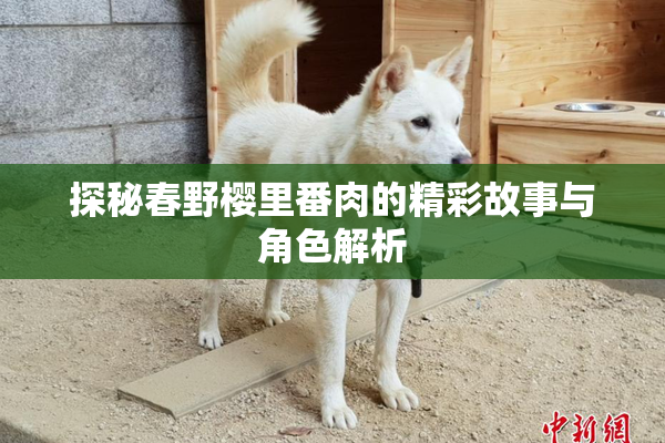 探秘春野樱里番肉的精彩故事与角色解析