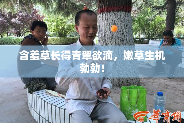 含羞草长得青翠欲滴，嫩草生机勃勃！