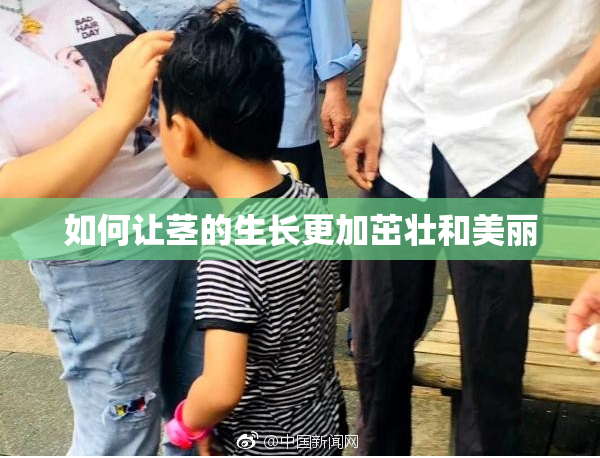 如何让茎的生长更加茁壮和美丽