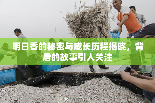 明日香的秘密与成长历程揭晓，背后的故事引人关注