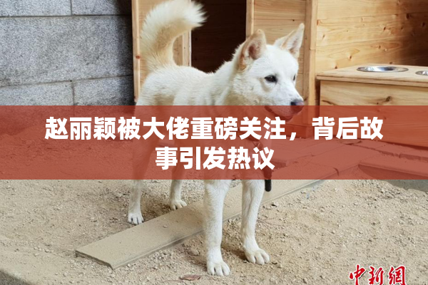 赵丽颖被大佬重磅关注，背后故事引发热议