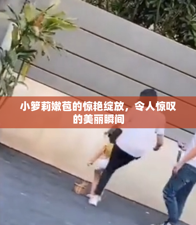 小箩莉嫩苞的惊艳绽放，令人惊叹的美丽瞬间