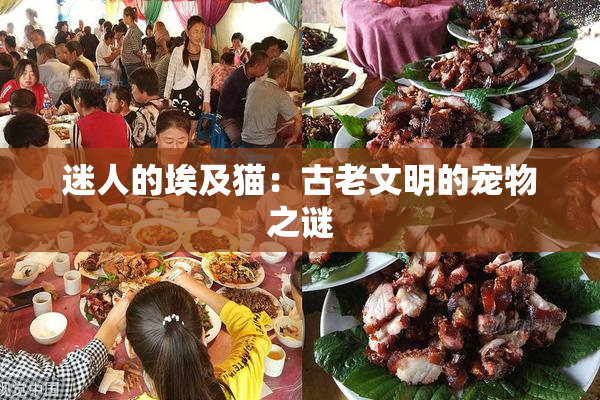 迷人的埃及猫：古老文明的宠物之谜