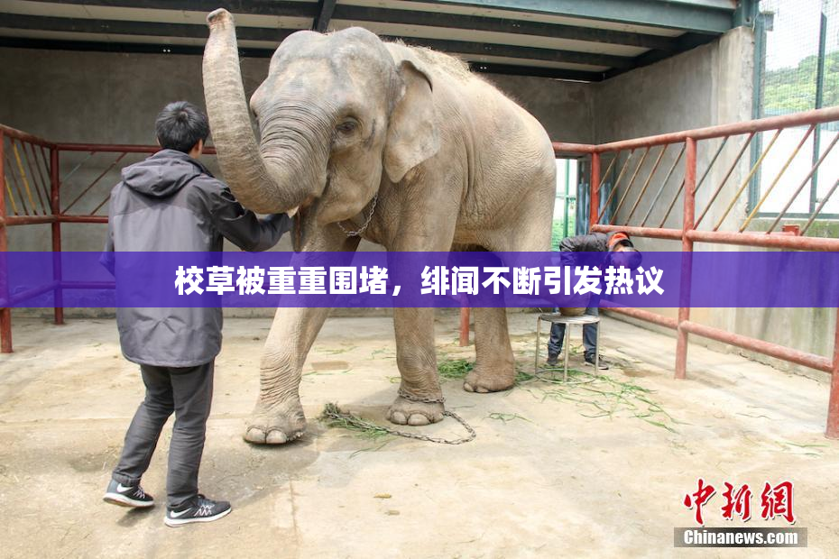 校草被重重围堵，绯闻不断引发热议