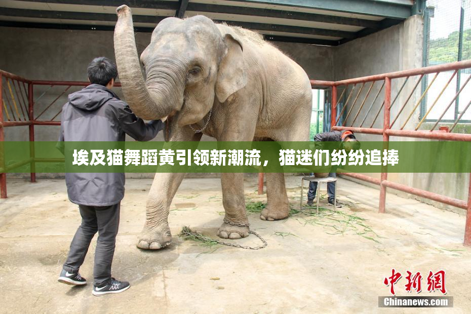 埃及猫舞蹈黄引领新潮流，猫迷们纷纷追捧