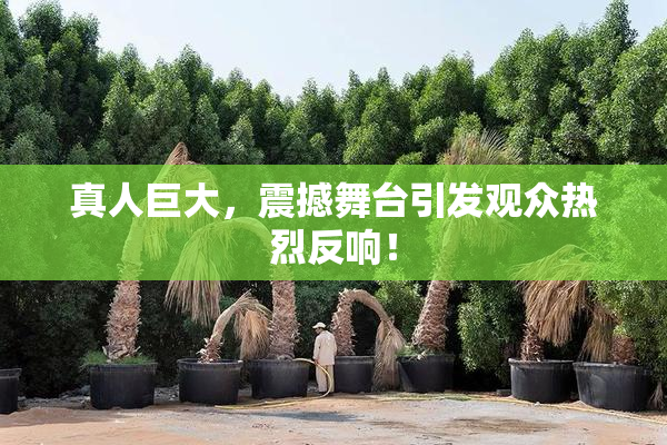 真人巨大，震撼舞台引发观众热烈反响！