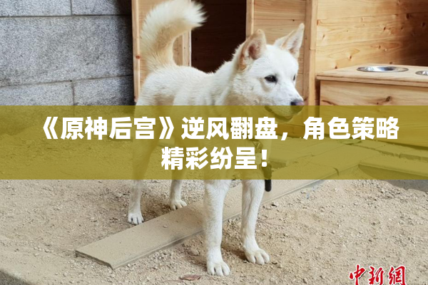 《原神后宫》逆风翻盘，角色策略精彩纷呈！