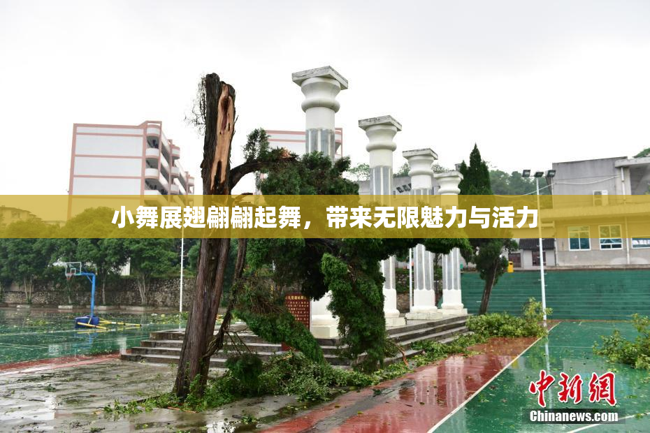 小舞展翅翩翩起舞，带来无限魅力与活力