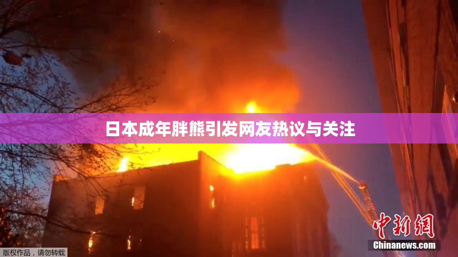 日本成年胖熊引发网友热议与关注