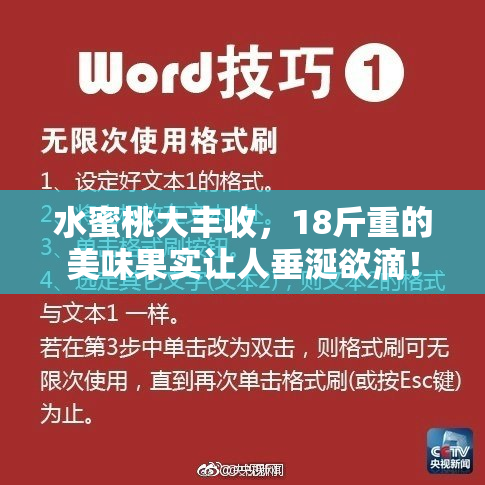 水蜜桃大丰收，18斤重的美味果实让人垂涎欲滴！
