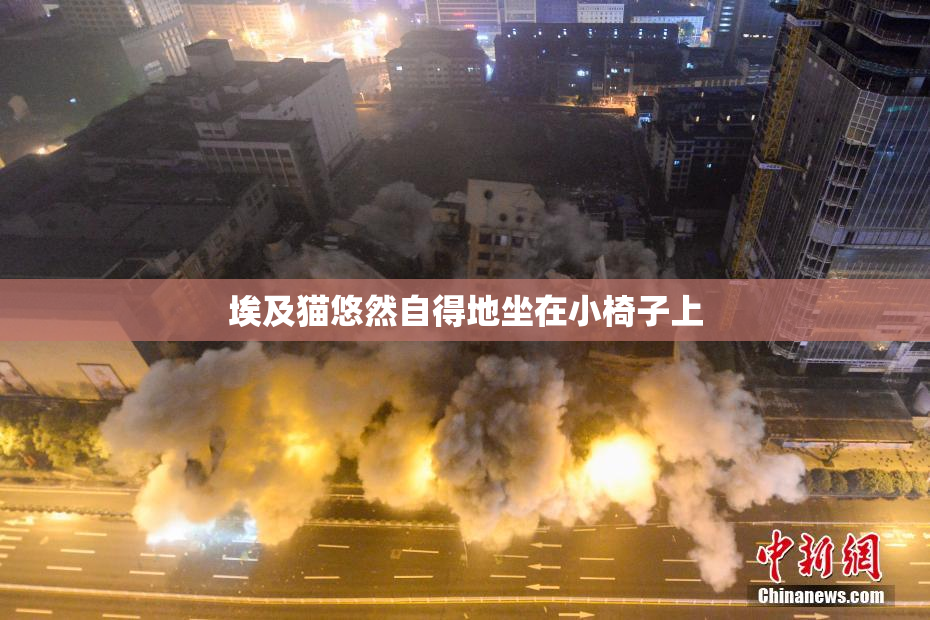 埃及猫悠然自得地坐在小椅子上
