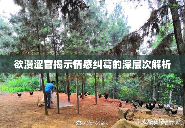 欲漫涩官揭示情感纠葛的深层次解析
